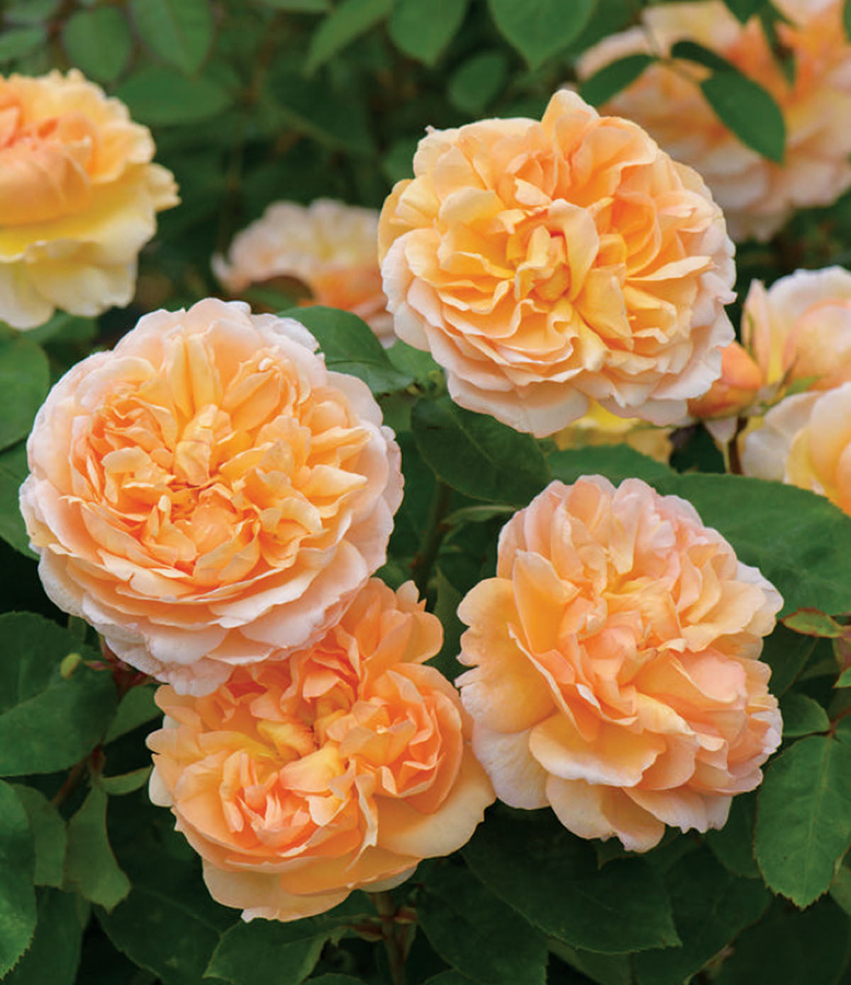 Lady Blake Roses The Lady Gardener® | Bare Root Mail Order Roses | Lakeview Roses