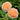 Two peach-coloured roses with green leaves in the background