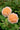 Two peach-coloured roses with green leaves in the background