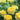 Yellow roses with green leaves and a blurred garden background