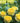 Yellow roses with green leaves and a blurred garden background