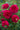 Bouquet of deep red roses with green leaves on a blurred natural background