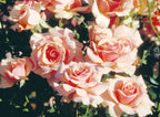 Tournament of Roses