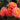 A close-up of several orange and pink roses in full bloom with green leaves, photographed outdoors against a softly blurred garden background.