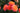 A close-up of several orange and pink roses in full bloom with green leaves, photographed outdoors against a softly blurred garden background.