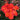 A close-up of a cluster of vibrant orange-red roses with green leaves, photographed in a garden with a softly blurred background of more flowers.