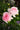 Two pale pink roses in bloom with green buds and dark green leaves, photographed outdoors against a softly blurred garden background.