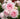 A close-up of a cluster of light pink roses with layered petals, surrounded by green leaves and other blooming roses in a garden setting.