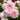 A close-up of a cluster of light pink roses with layered petals, surrounded by green leaves and other blooming roses in a garden setting.