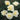 A cluster of pale cream-yellow roses with dark green leaves, photographed close up in a garden setting.