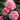 Three pink roses in full bloom with green leaves in the background.