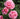 Three pink roses in full bloom with green leaves in the background.