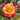 Multicolored, yellow and pink rose with green leaves in a garden setting