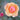 A peach and pink rose in full bloom with dark green leaves in the background and a small pink bud on the left.