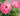 A close-up of a blooming pink rose with layered petals and green foliage in the background.