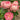 Blooming pink roses on a green rose bush with dark green leaves, photographed outdoors against a blurred garden background.