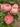 Blooming pink roses on a green rose bush with dark green leaves, photographed outdoors against a blurred garden background.