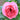 A close-up of a blooming pink rose with layered petals and green leaves in the background.