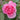 A close-up of a vibrant pink rose bloom with layered petals, set against a soft-focus background of green leaves and stems.