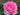 A close-up of a blooming pink rose with layered petals, set against a soft-focus background of green leaves and earthy soil.
