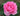 A close-up of a blooming pink rose with layered petals, set against a soft-focus background of green leaves and earthy soil.