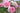 Pink roses in full bloom with green leaves, photographed outdoors in a garden or field with a softly blurred background.