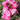 A close-up cluster of pink roses with green leaves in a garden setting.