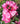 A close-up cluster of pink roses with green leaves in a garden setting.