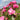 A close-up of a pink flowering rose bush with several blooms, buds, and green leaves against a softly blurred outdoor background with blue sky and greenery.