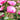 A close-up of a pink rose bloom with a few cupped and layered petals, surrounded by green leaves and buds in a softly blurred garden setting.