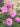 Pink rose blossoms with green leaves in a garden setting, photographed close up with a softly blurred natural background.
