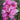 A close-up of a cluster of pink rose blossoms with green leaves, photographed outdoors against a softly blurred garden background.
