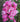 A close-up of a cluster of pink rose blossoms with green leaves, photographed outdoors against a softly blurred garden background.