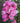 A close-up of a cluster of pink rose blossoms with green leaves, photographed outdoors against a softly blurred garden background.