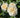 Three cream-colored roses with pale yellow centers blooming among dark green leaves in a garden setting.