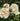 Three cream and pale peach roses with green buds and dark green foliage in a garden setting.