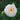 A close-up of a blooming rose with layered creamy white petals fading to pale peach at the center, surrounded by green leaves and buds.