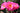 Vibrant pink roses open flat with yellow stamens and green leaves in the background. 