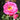 Close up of a vibrant pink rose with yellow stamens and a bee in the centre along with green leaves in the background. 