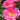 Close up of pink open roses with green leaves. 