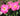 Close up of two open pink roses with burred leaves and more pink rose blooms in the background. 