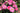 Close-up of a cluster of bright pink rose blooms with green leaves in a garden setting.