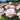 A close-up of a blooming pink rose with pale cream-white petals, surrounded by green leaves and other blurred roses in a field.
