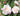 Pink and white roses in full bloom with green leaves, photographed outdoors in natural sunlight.