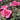 A close-up of a pink rose bloom in a garden, with other pink roses and green leaves blurred in the background.