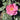 A close-up of a blooming pink rose with layered petals and a yellow-orange center, surrounded by green leaves in a garden setting.