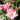 Close-up of a pink rose bloom with green leaves and buds in a garden setting.