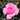 A close-up of a blooming pink rose with layered petals, set against a blurred background of green foliage.