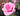 A close-up of a blooming pink rose with layered petals, surrounded by green leaves and blurred pink flowers in the background.
