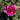 A single blooming pink rose with layered petals opening to nearly full bloom, surrounded by green leaves and natural sunlight.